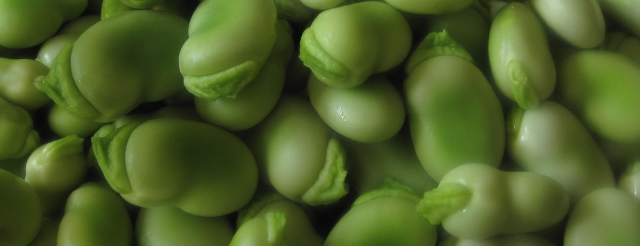 Fava beans, green and brown